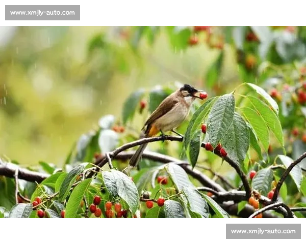 晨雾与羽翅:鸟里的早安启示